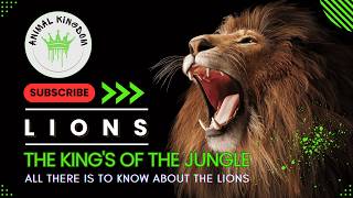 Lions  The KING of the Jungle  NOT What You Think [upl. by Jeanne]