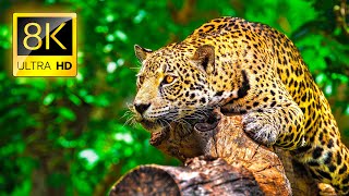 Ultimate Wild Animals Collection in 8K ULTRA HD  8K TV [upl. by Crichton]