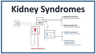 KIDNEY SYNDROMES  Bartter Syndrome Gitelman Syndrome Liddles Syndrome  NEET [upl. by Anedal]