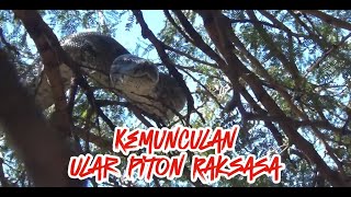 Kemunculan Ular Piton Besar di Pohon Panjang dan Jumbo [upl. by Crispa]