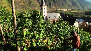 Mosel Tourismus Weinlese im Ferienland Cochem im September amp Oktober [upl. by Lleruj]