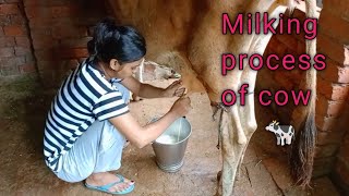 आप भी सीख लो Cow 🐄 Milking करना बहुत ही आसान है  Full process of cow milking [upl. by Ilatfan626]