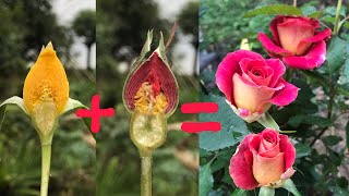 How to propagation new Rose flower color from Red Rose flower bud and Yellow  New hormone [upl. by Skipp794]