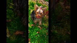 Srandovní stěně dog humorfunnynice fyp loveforyouviralvideovideos romanticanimals good [upl. by Xuaegram758]