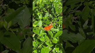 Gulf Fritillary in the garden 🙌 garden gardening pollinators butterfly garden2024 summer2024 [upl. by Naggem]