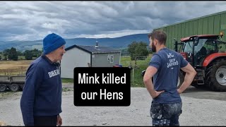 Mink kills our Hens farm ireland cows sheep irish tractors shepherd cuteanimals farmlife [upl. by Hamlani931]