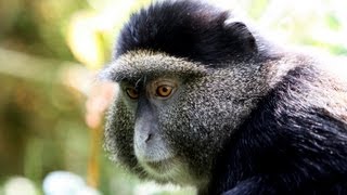 Rwanda 2011 Pt2 Golden Monkeys [upl. by Klinges566]