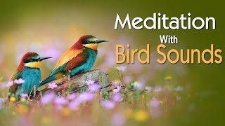 Meditation With Bird Sounds  Relaxing Meditation  Relaxing Music [upl. by Eiznikcm]