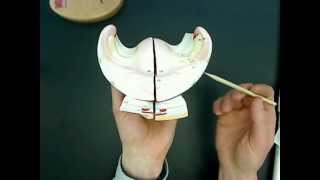 female reproductive anatomy model 02wmv [upl. by Neesay]