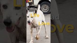 “Healing paws warming hearts”🥹❤️ shortsfeed ytshorts shortsviral love viralvideo trending [upl. by Inor37]