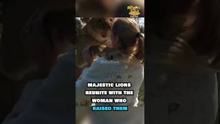 Can Lions Really Recognize the Woman Who Raised Them 🦁💖 LionsReunite WildlifeLove shorts [upl. by Knowlton522]