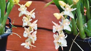 【24044】小巧可爱原生种兰花，石仙桃 Pholidota chinensis【兰花词典107】开花了【静姐说花】 [upl. by Adolpho]