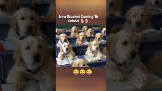 Dog School 🎒🎒 University l dog shorts video [upl. by Musa]