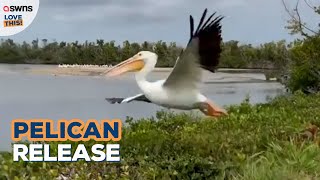 Pelican released back into the wild 💕  LOVE THIS [upl. by Adelric]