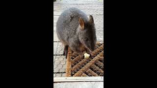 Friendly pademelon 1 [upl. by Auqinet335]