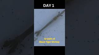 Black Tiger Shrimp Growth aquaculture tigershrimp shrimpfarming blacktiger [upl. by Adekahs]