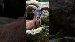 Animal sounds Mouflon is Resting and Watching Around Shorts [upl. by Yejus]