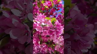 Pinked coloured trees flowers shorts ytshots viralshorts pinkflowers [upl. by Nolrak244]