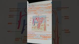 structure of nephron [upl. by Chaunce]