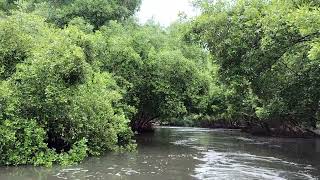 mangrove forest Pondicherry 4 [upl. by Olivero489]