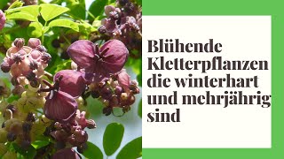 13 Blühende Kletterpflanzen die winterhart und mehrjährig sind [upl. by Volin]