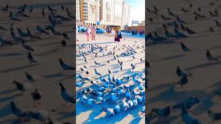 Sonar Madina Amar Praner Madinah 2024madina makkah umrah2024 viralvideo trending shorts [upl. by Timmie]