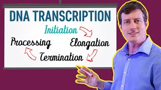 DNA Transcription Made EASY  Part 1 Initiation 🐣 [upl. by Loftis]