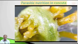 Cuscuta parasitic nutrition nutrition in cuscuta dodder and convolvulaceae haustoria roots [upl. by Pejsach]