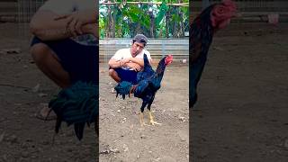 Baru lagi ayam kembar jinak banget shots ayambagus ayamkampung [upl. by Anuqahs339]