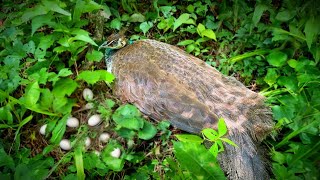 This peahen laid eggs without peacock [upl. by Singleton213]