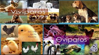 Animales OVIPAROSVIVIPAROS  Parte 1 [upl. by Socrates94]