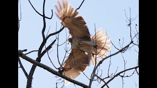 Redtailed Hawk Going After Mocking Bird  Short Slow Motion [upl. by Notlim]