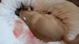 Chihuahua Gives Birth To 3 Puppies [upl. by Negriv814]