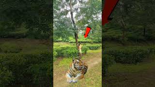 Tiger open attack tiger tiger wildlife shorts reels viralshorts [upl. by Toddy155]