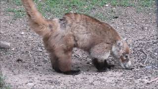 A Coatimundi in Arizona [upl. by Aicenav]