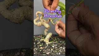 Directing Bonsai Tree Branches [upl. by Jarrid571]