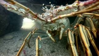 Biscayne Bay Lobster [upl. by Kendrick]