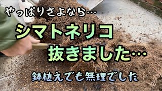 【シマトネリコ・2本抜きました】花壇と鉢植えのシマトネリコを2本とも抜きました。コンクリートの上に作り直した花壇と、新しく植えた木。 [upl. by Leilah566]