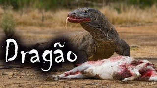 Dragão de Komodo Atacando  O Lagarto Gigante e suas Curiosidades [upl. by Gies]