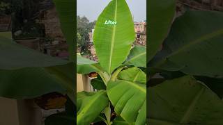 A few months back I planted a banana tree in soilless media amp here is result😍 shorts plants [upl. by Dnanidref]