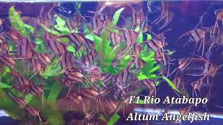 Rio Atabapo F1 Pterophyllum Altum angelfish tank raised [upl. by Augusto]