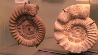 Wissensmix Was sind Fossilien [upl. by Kay33]