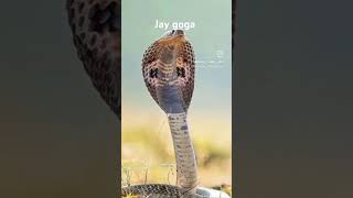 jay goga [upl. by Nwahsauq]