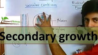 Secondary growth in plants [upl. by Llednyl]