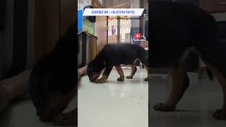 Attitude Rottweiler puppy Rottweiler Kennel In Gujarat Dog Puppy Ahmedabad shorts trending viral [upl. by Virgil802]