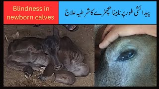 Blindness in newborn calves  Hypovitaminosis A in calves  Dr Mueenuddin [upl. by Atonsah672]