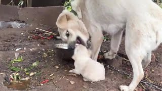 Rescue Puppy from Angry Chained Mother Dog that wanted to hurt them [upl. by Chaille]