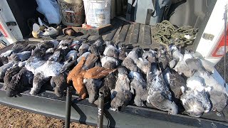 Pigeon Hunting with My First Shotgun plus Farm Hunt [upl. by Immaj]