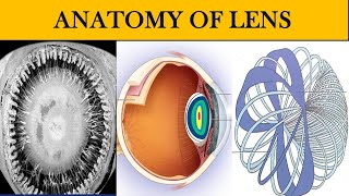 ANATOMY OF LENS  Everything you need to know about [upl. by Marienthal391]