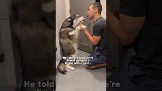 Comforting our sad dog while we move dogs dog husky dogshorts huskies [upl. by Naitsabas91]